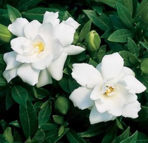 gardenia cape jasmine.